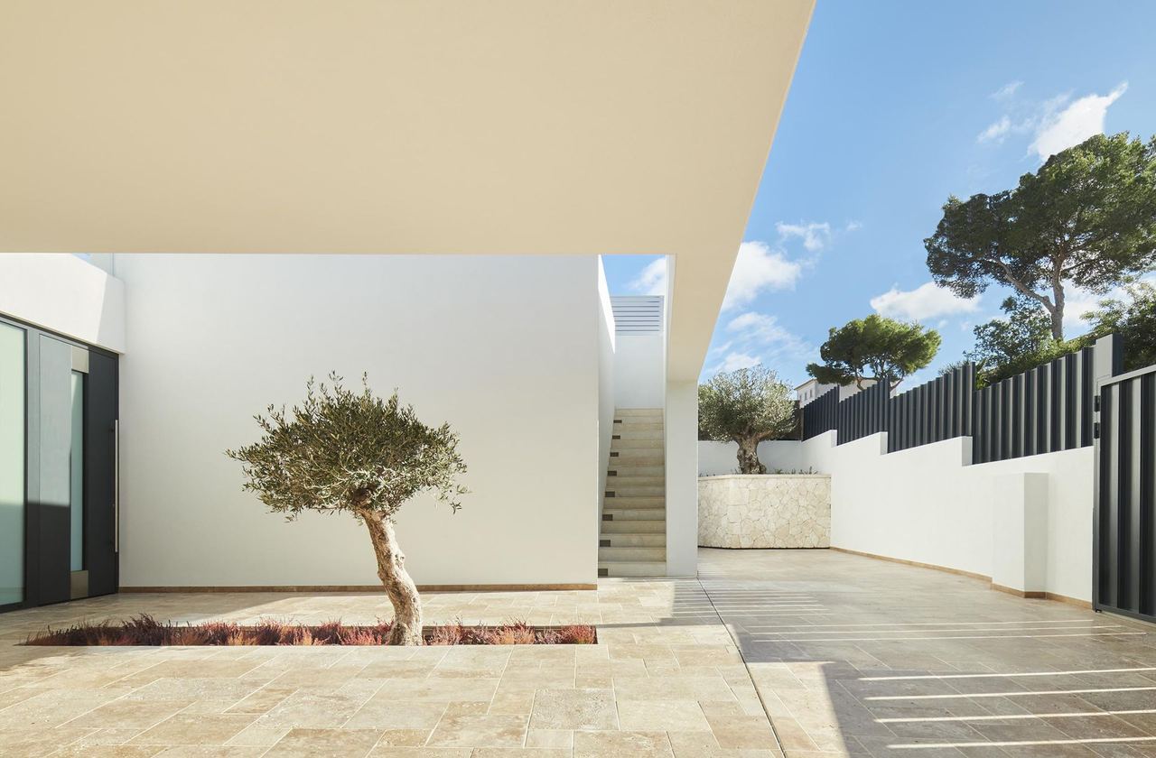 Patio interior con olivo
